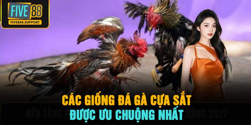 Các giống đá gà cựa sắt được ưu chuộng nhất