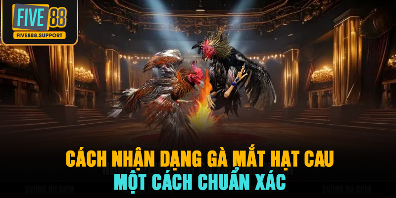 Cách nhận dạng gà mắt hạt cau là gì một cách chuẩn xác