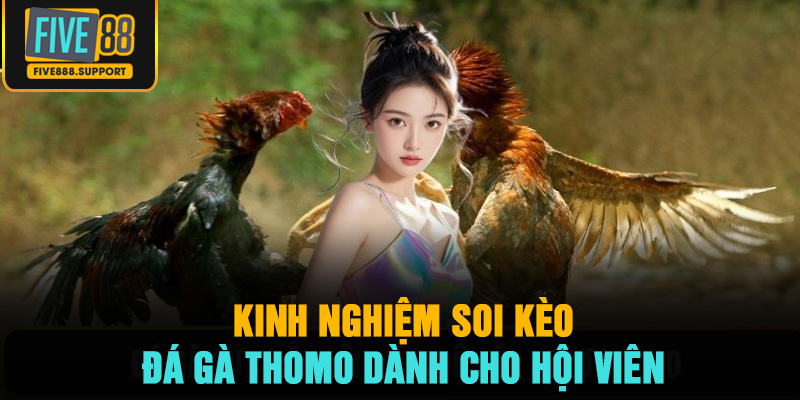 Kinh nghiệm soi kèo đá gà Thomo dành cho hội viên
