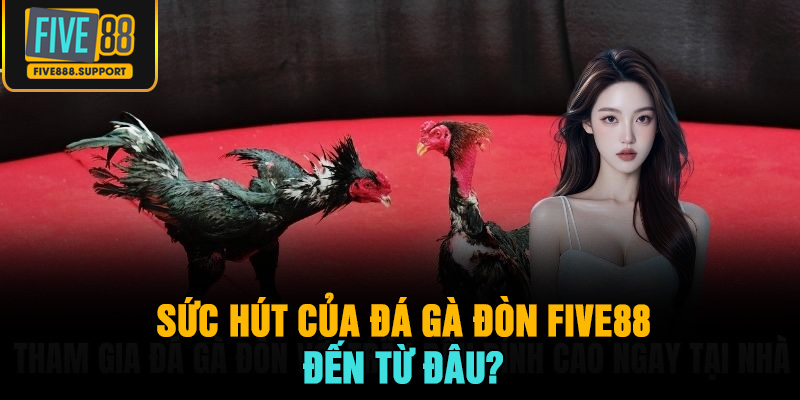 Sức hút của Đá gà đòn FIVE88 đến từ đâu?