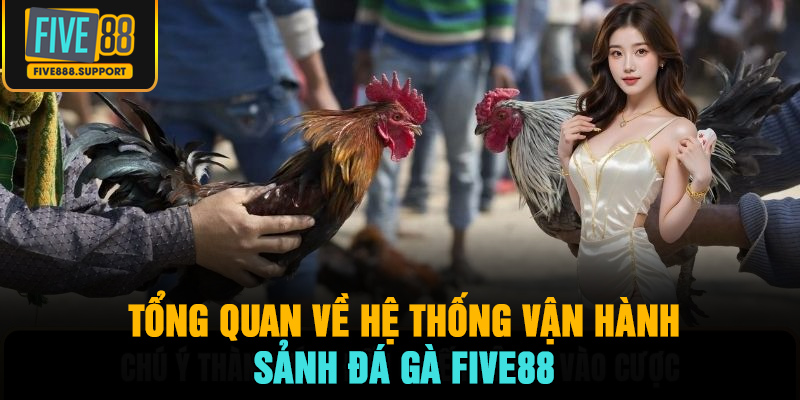 Tổng quan về hệ thống vận hành sảnh đá gà FIVE88